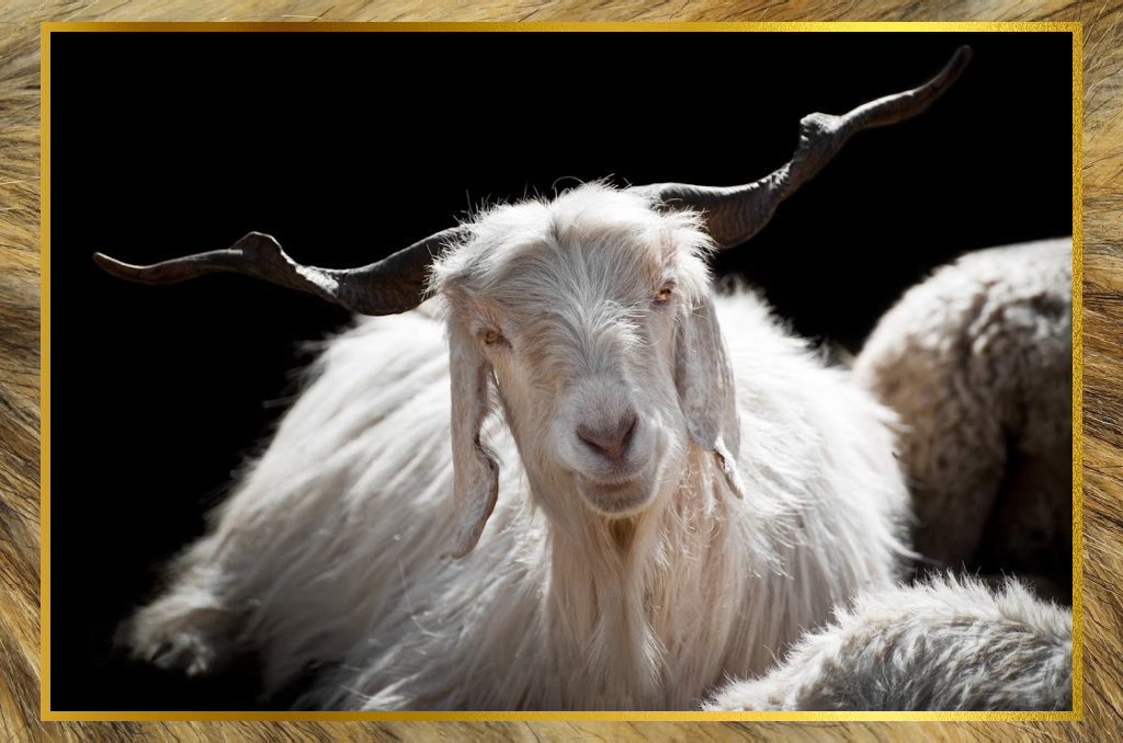 Are goats killed for Pashmina | Pashmina Editorial 