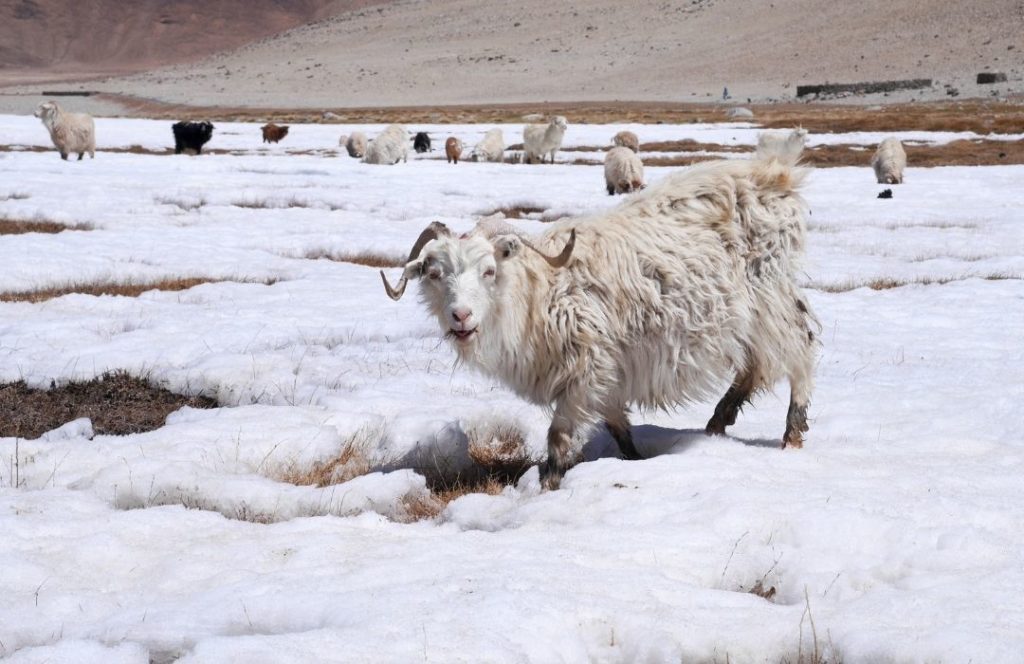 How Cashmere Is Produced - Morimiss Blog